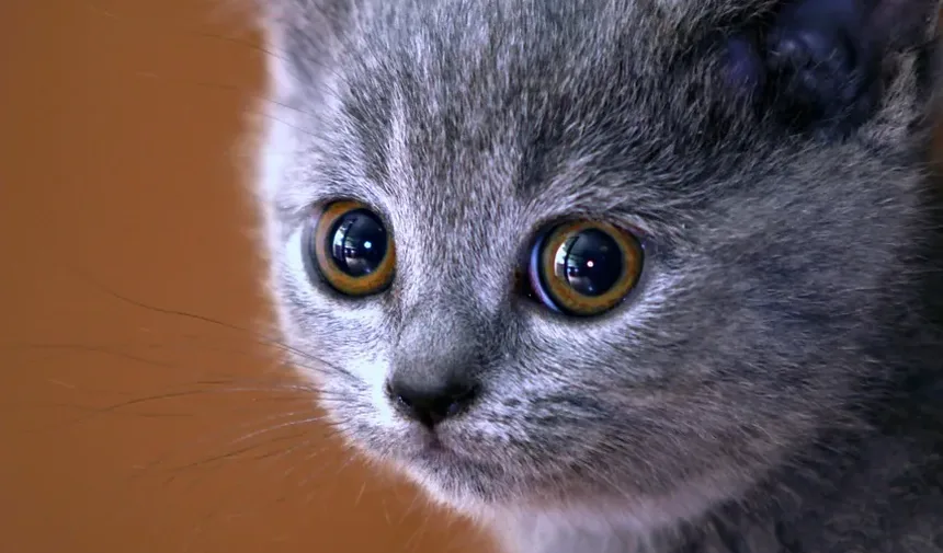 O Que Alimentar um Gato Exigente: Um Guia Completo