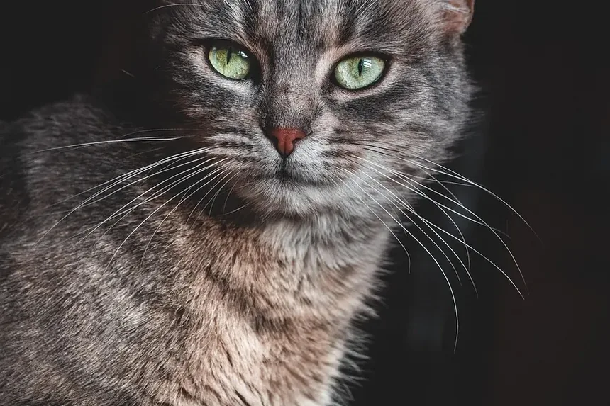 O Que Alimentar um Gato Exigente: Um Guia Completo
