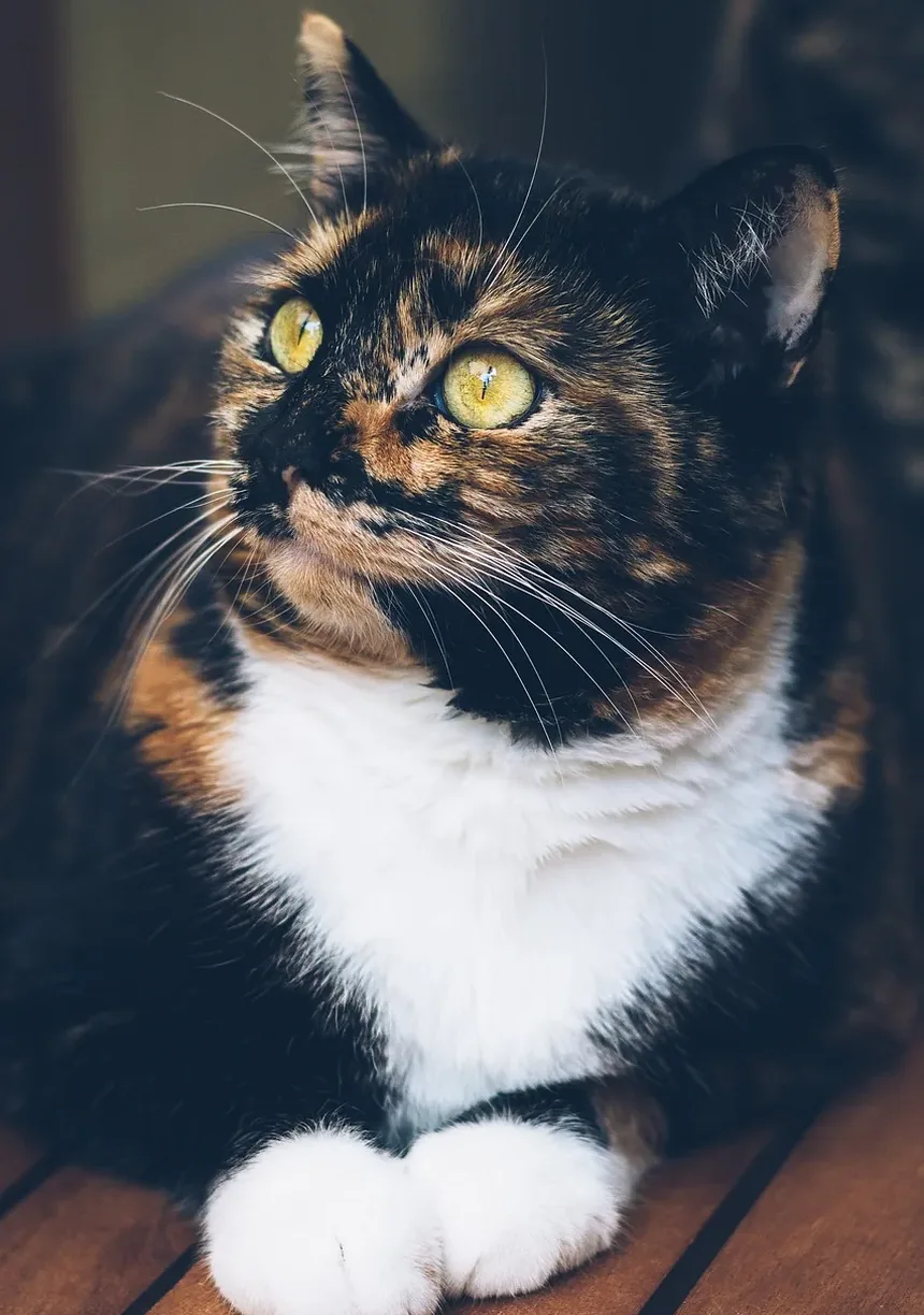 Quais Brinquedos São Bons para Gatinhos que Estão Dentendo?