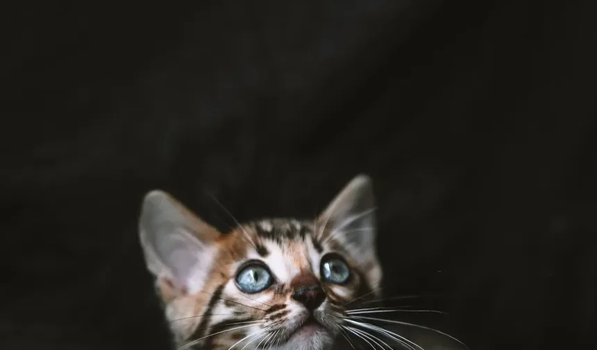 Quais Brinquedos São Bons para Gatinhos que Estão Dentendo?
