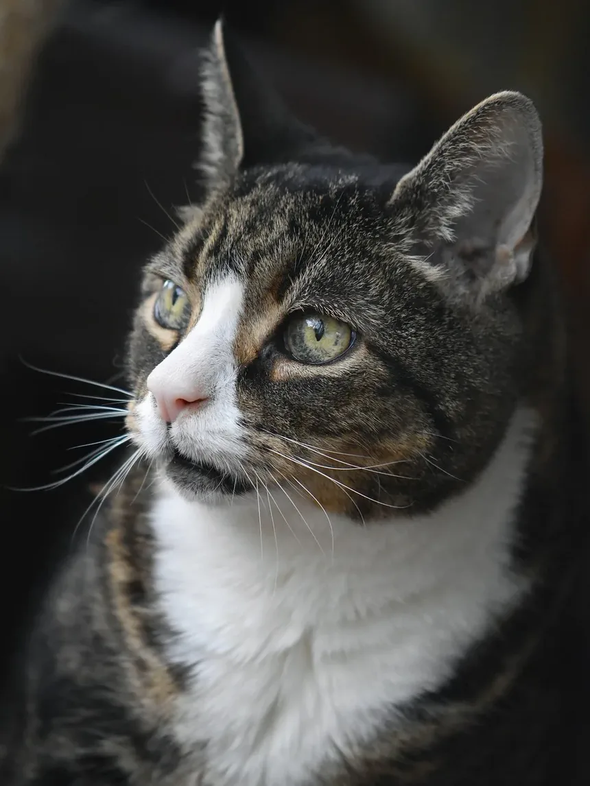 Quais Brinquedos São Seguros para Gatinhos?