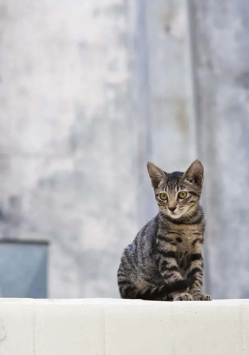 Quais Brinquedos São Seguros para Gatinhos?