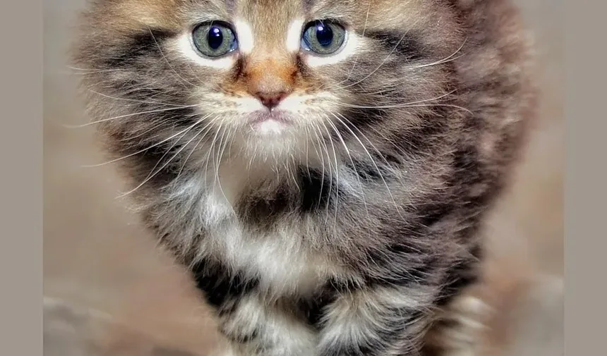Quais Brinquedos São Seguros para Gatinhos?