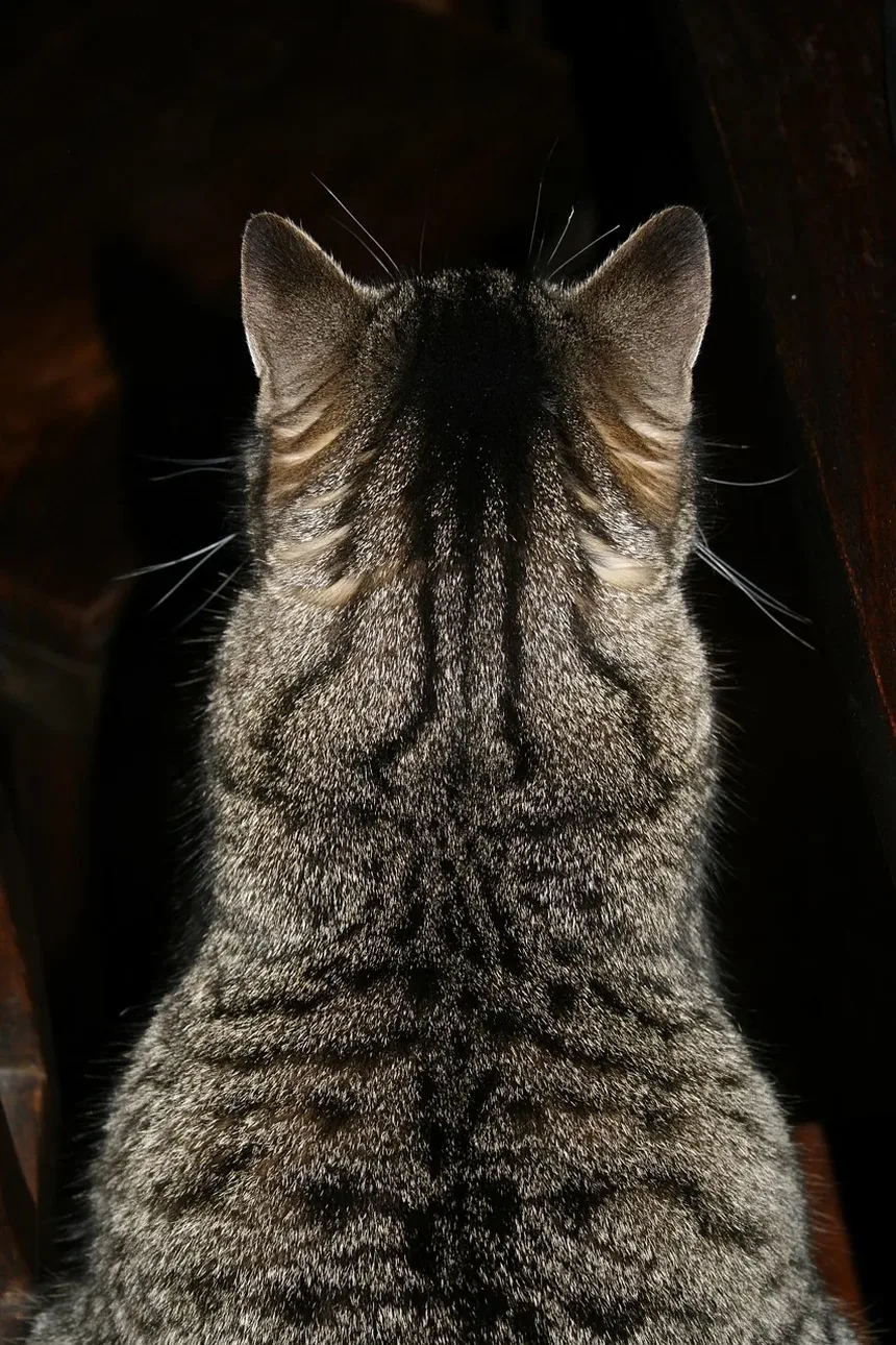 Por que meu gato está agressivo após ser castrado?