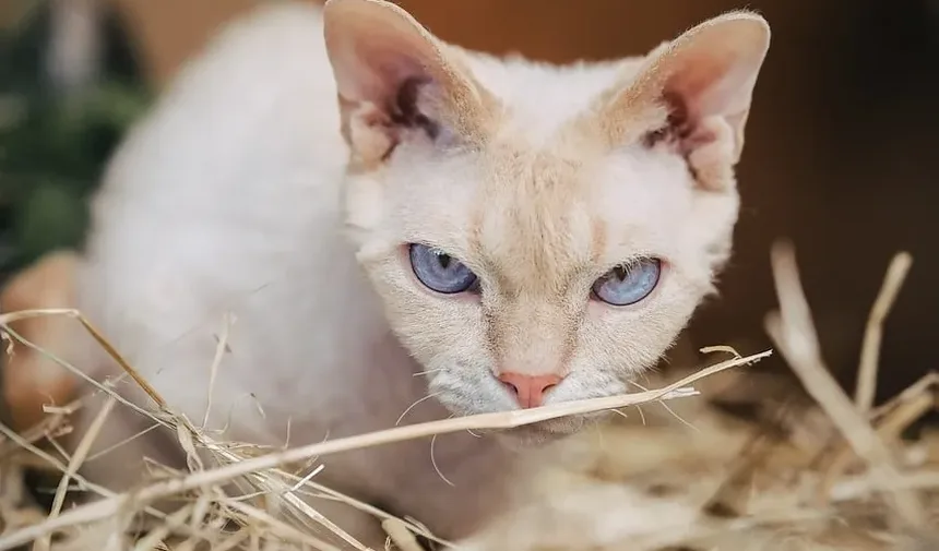 Por que meu gato está agressivo após ser castrado?