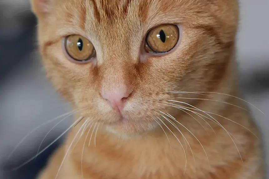 Por que meu gato está agressivo após ser castrado?