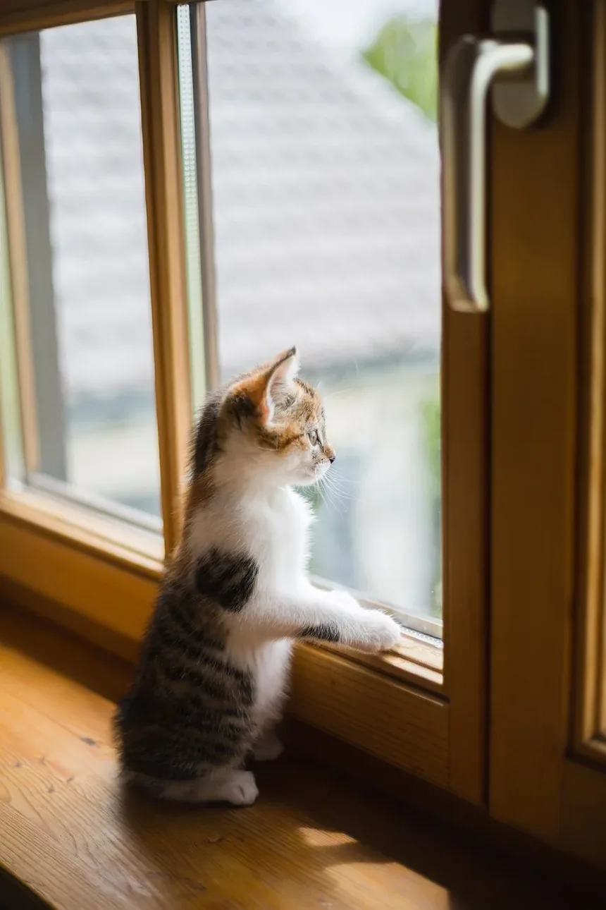 Por que meu gato está agressivo de repente?