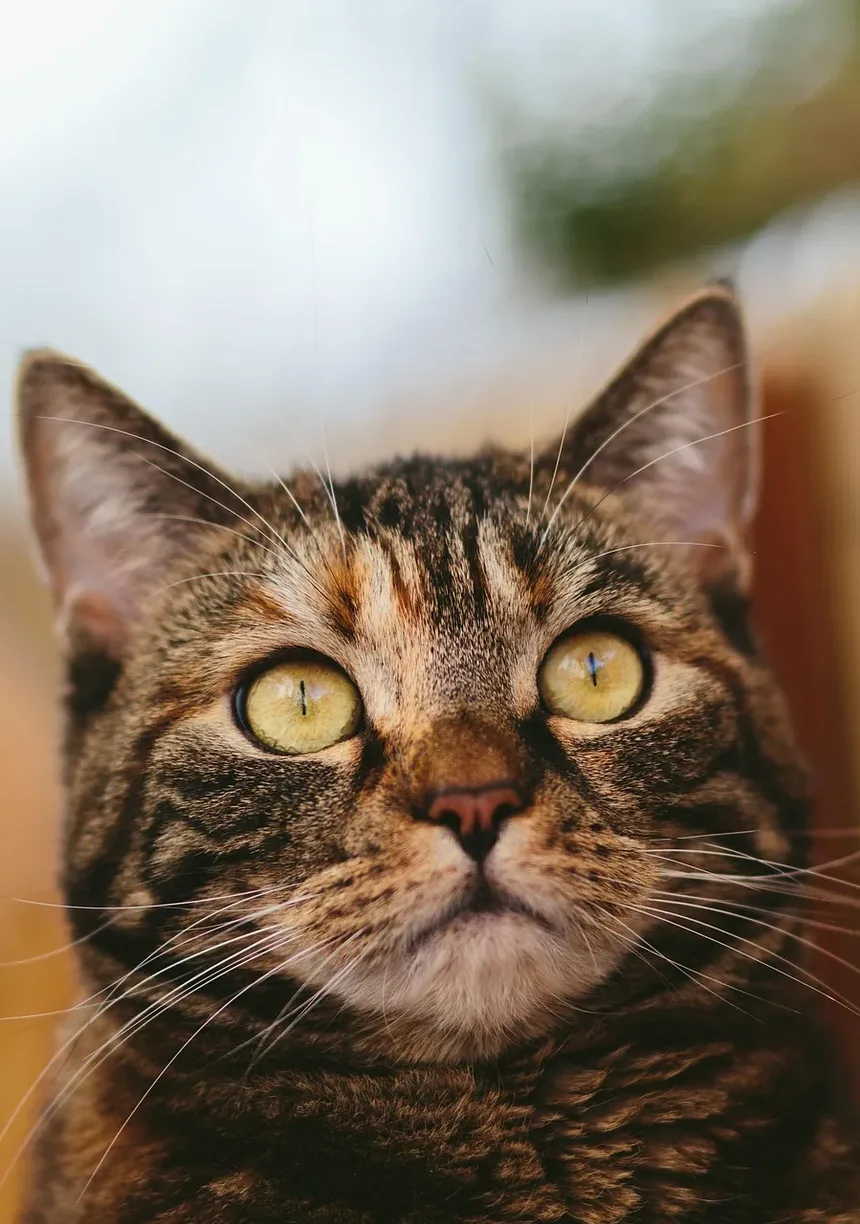 Por que meu gato está agressivo de repente?