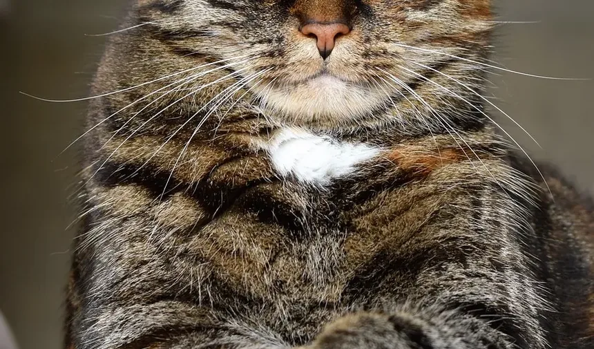 Por que meu gato está agressivo de repente?