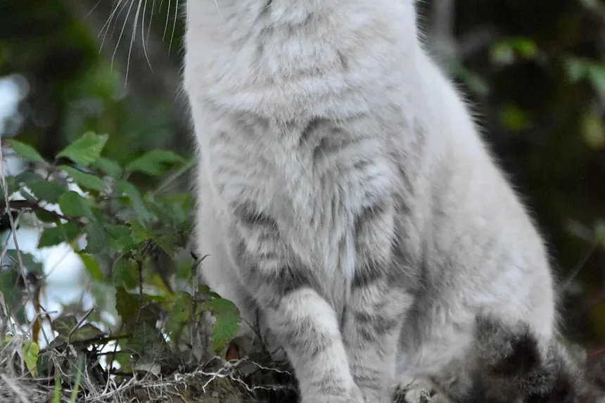 Por que meu gato está agressivo de repente?